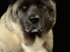 akitas012