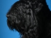 Arbolet002