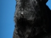 Arbolet004