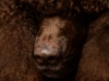 Arlo003