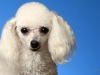 babette001
