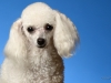 babette002