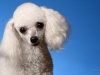 babette003