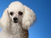 babette004