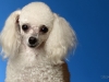 babette005
