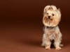 baby-yorki011