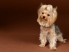 baby-yorki012
