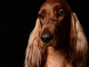 Bailey002