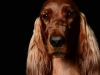Bailey004