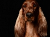 Bailey005