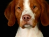 Baxter002