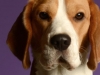 BeagleBorder001