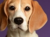BeagleBorder007