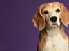 BeagleBorder014