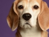 BeagleBorder016