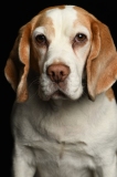 Beagle001