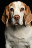 Beagle002