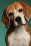 Beagle003