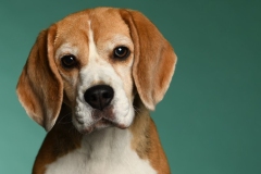 Beagle004
