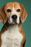 Beagle005