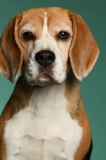 Beagle006