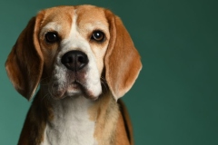 Beagle007