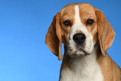 Beagle008