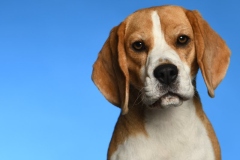 Beagle009