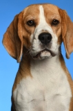 Beagle010