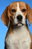 Beagle011