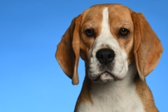 Beagle012