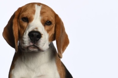 Beagle013