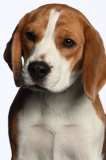 Beagle014