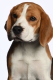 Beagle015
