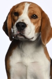 Beagle016
