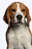 Beagle017