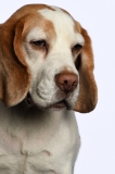 Beagle018