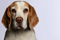 Beagle019