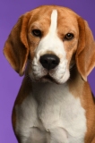 Beagle020
