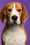 Beagle021