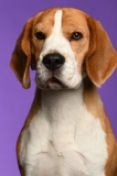 Beagle022