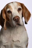 Beagle023