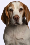 Beagle024