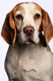 Beagle025
