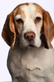 Beagle026
