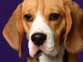 Beagles001