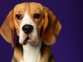 Beagles002