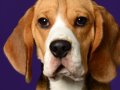 Beagles003