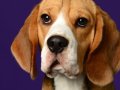 Beagles004
