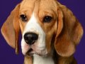Beagles005